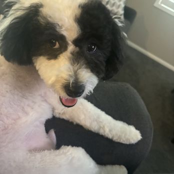 Well Groomed Pets - Pet Groomers Near Me - Las Vegas, Nevada Well Groomed Pets - Pet Groomers Near Me - Las Vegas, Nevada