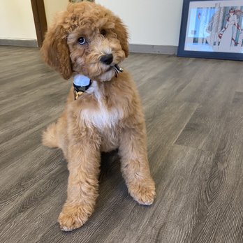 Glow Up Grooming - Pet Groomers Near Me - Anchorage, Alaska