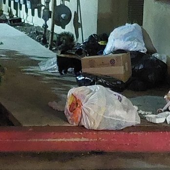 Solimar Luxury Homes - Yes, that is a skunk in this photo. Skunks and raccoons come out at night and tear up the trash that is just laying around. - Apartments Near Me - Wilmington, California Solimar Luxury Homes - Yes, that is a skunk in this photo. Skunks and raccoons come out at night and tear up the trash that is just laying around. - Apartments Near Me - Wilmington, California