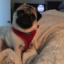 Happy Rockefeller is doing well! Thank you so much! Happy Rockefeller is doing well! Thank you so much!