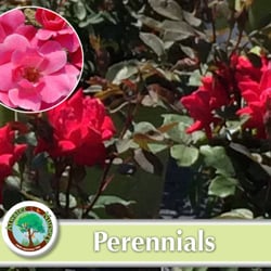 Atwater Nursery - Perennials