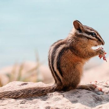 Done Right Pest Solutions - If chipmunks are getting into your home, give our experts a call for effective chipmunk removal services. 651-342-9489. - Pest Control Near Me Done Right Pest Solutions - If chipmunks are getting into your home, give our experts a call for effective chipmunk removal services. 651-342-9489. - Pest Control Near Me