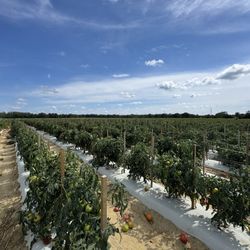 Hallock's U-Pick Farm & Greenhouse