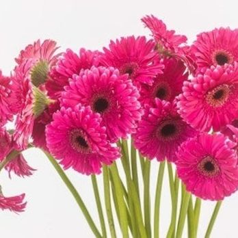 A Basic Cremation - Photo - Cremation Services Near Me - Coquitlam, British Columbia A Basic Cremation - Photo - Cremation Services Near Me - Coquitlam, British Columbia