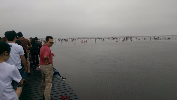 Gaomei Wetlands by null