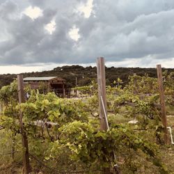 Lara Vineyard