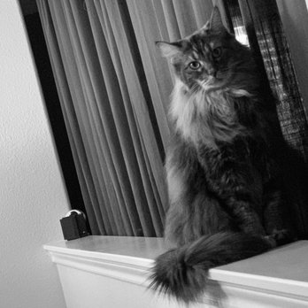 San Antonio Premier Pet Sitters - Stella "model cat" - Pet Sitting Near Me - San Antonio, Texas San Antonio Premier Pet Sitters - Stella "model cat" - Pet Sitting Near Me - San Antonio, Texas
