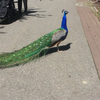 Bronx Zoo - Roaming peacock - Zoos Near Me - Bronx, New York