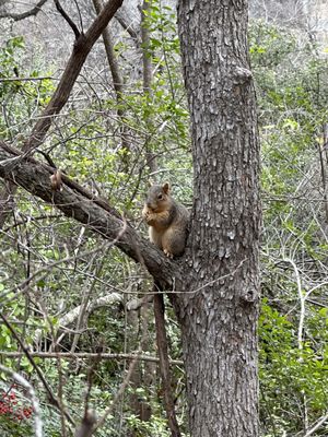 Barton Creek Greenbelt by null