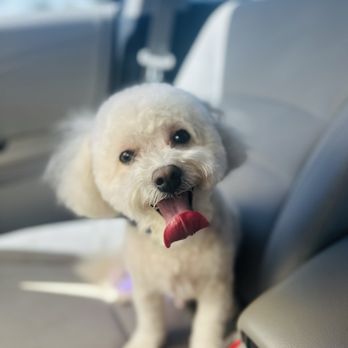 PetSmart - Pet Stores Near Me - Chandler, Arizona PetSmart - Pet Stores Near Me - Chandler, Arizona