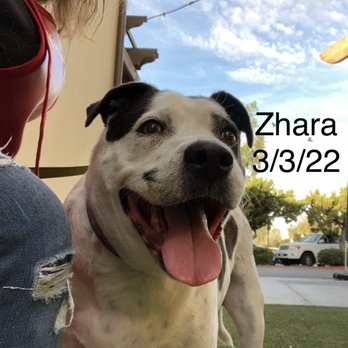 Compassionate Pet Vet - Veterinarians Near Me