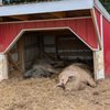 Paulus Farm Market gift card