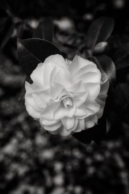 Laurelhurst Park by null