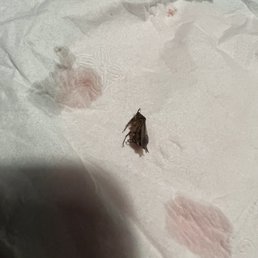 beetle/roach