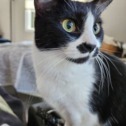 Pet Emergency & Specialty Center of Marin - Before she was completely blind