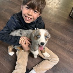 McDoodles of Texas - Toy Aussie