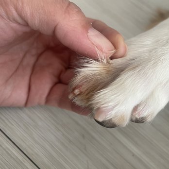 Doggy Daze - Pet Groomers Near Me - Phoenix, Arizona