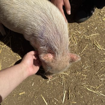 SoCalMiniPigs - Pet Breeders Near Me - Valley Center, California SoCalMiniPigs - Pet Breeders Near Me - Valley Center, California