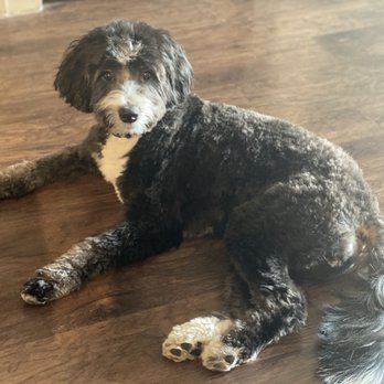 Four Paws - Rory: female mini bernedoodle - Pet Groomers Near Me - Oklahoma City, Oklahoma Four Paws - Rory: female mini bernedoodle - Pet Groomers Near Me - Oklahoma City, Oklahoma