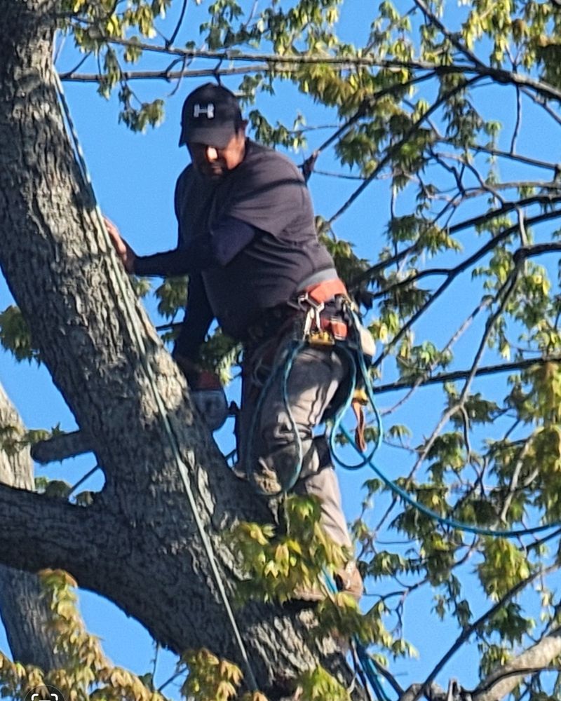 Elite Tree Service - tree service in Warren, MI