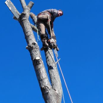 Woodzman - Tree Services Near Me - Crete, Illinois Woodzman - Tree Services Near Me - Crete, Illinois