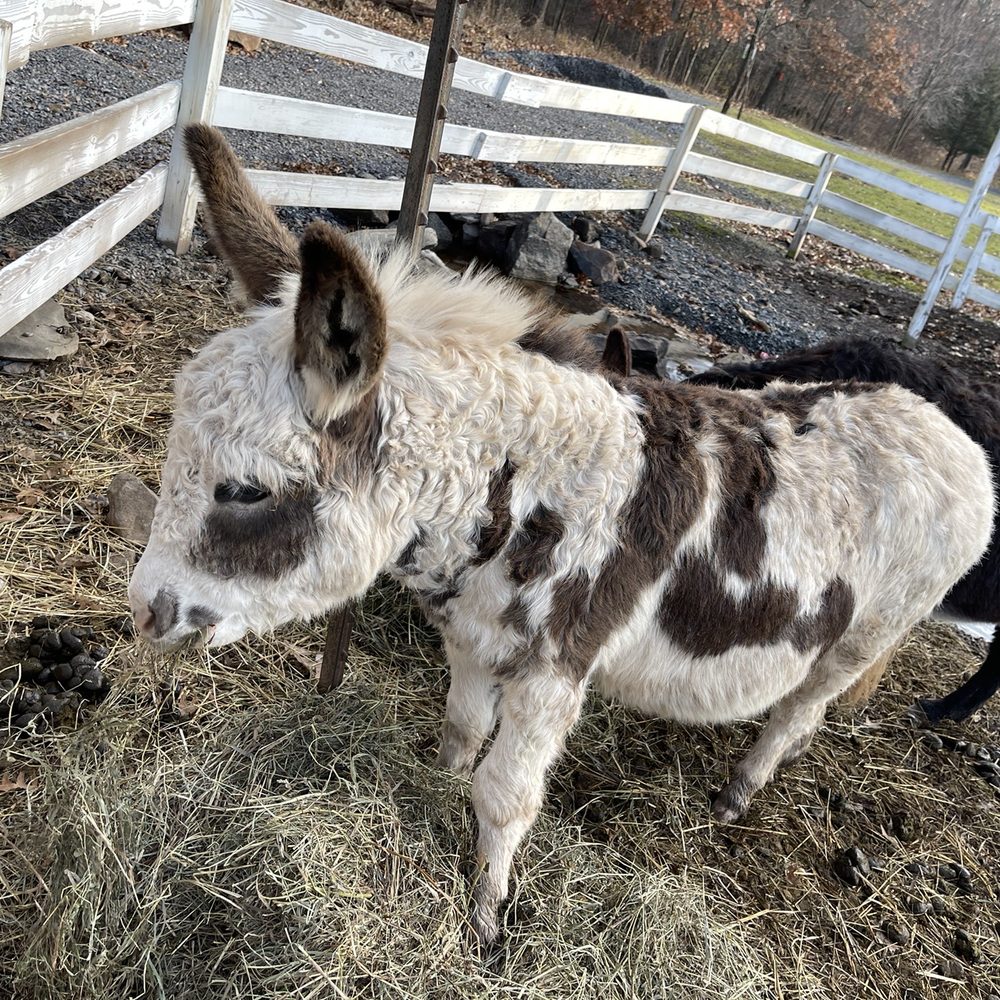 The Kaaterskill - Animals! - Venues & Event Spaces Near Me - Catskill, New York The Kaaterskill - Animals! - Venues & Event Spaces Near Me - Catskill, New York