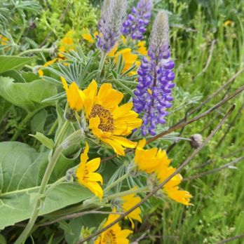 Mosier Plateau Trail - Hiking Near Me - Mosier, Oregon