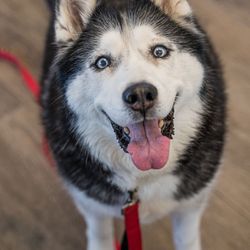 Oath Animal Hospital
