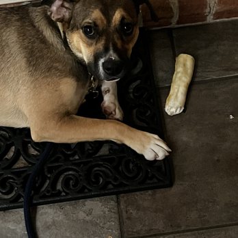 Dapper Dog - Pet Stores Near Me - Greenville, South Carolina