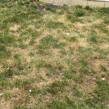 SpringGreen - Lawn after Spring Green treatment - Tree Services Near Me - Mokena, Illinois