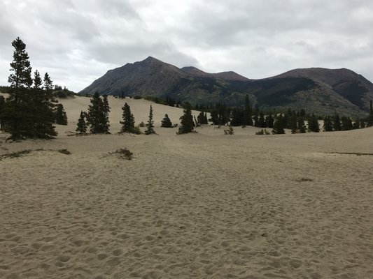 Carcross Desert by null