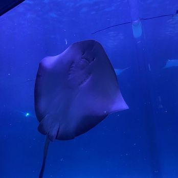 Ripley's Mirror Maze - Sting ray - Aquariums Near Me - Myrtle Beach, South Carolina Ripley's Mirror Maze - Sting ray - Aquariums Near Me - Myrtle Beach, South Carolina