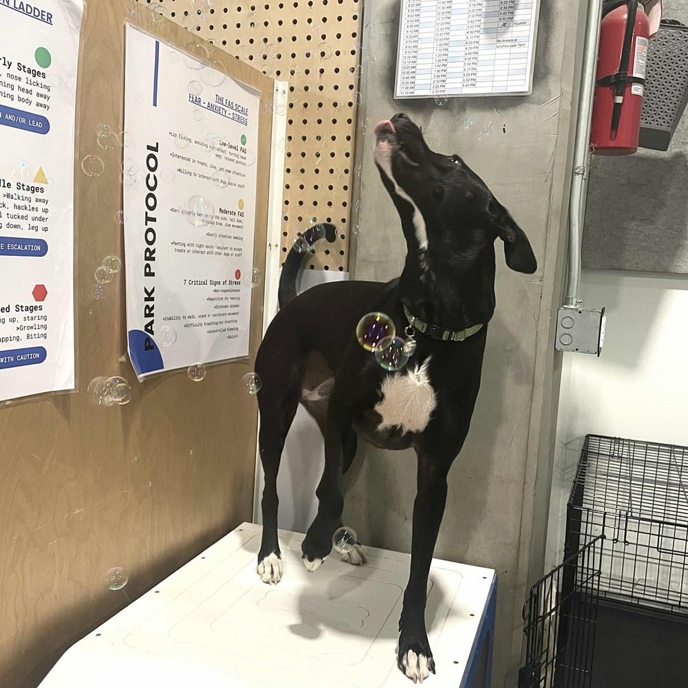 Dogdrop - Pet Sitting Near Me - Los Angeles, California Dogdrop - Pet Sitting Near Me - Los Angeles, California
