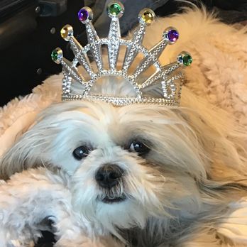 Doggy A Go Go - Miss Bella - Pet Groomers Near Me Doggy A Go Go - Miss Bella - Pet Groomers Near Me