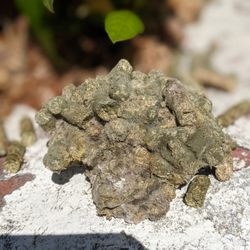 Rivertown Feed & Pet Country Store - Moldy timothy pellets