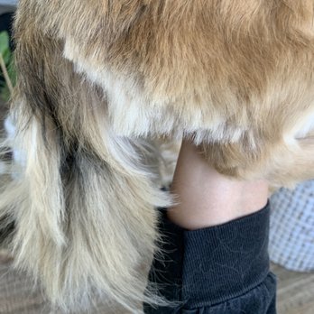 PetSuites Fishers - This is her butt. Uneven chopped cut. - Pet Groomers Near Me - Fishers, Indiana PetSuites Fishers - This is her butt. Uneven chopped cut. - Pet Groomers Near Me - Fishers, Indiana