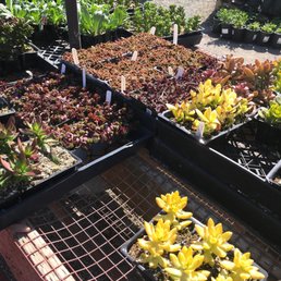 A spot of color for the succulent collection