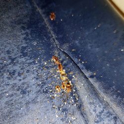 Parramore Pest Control