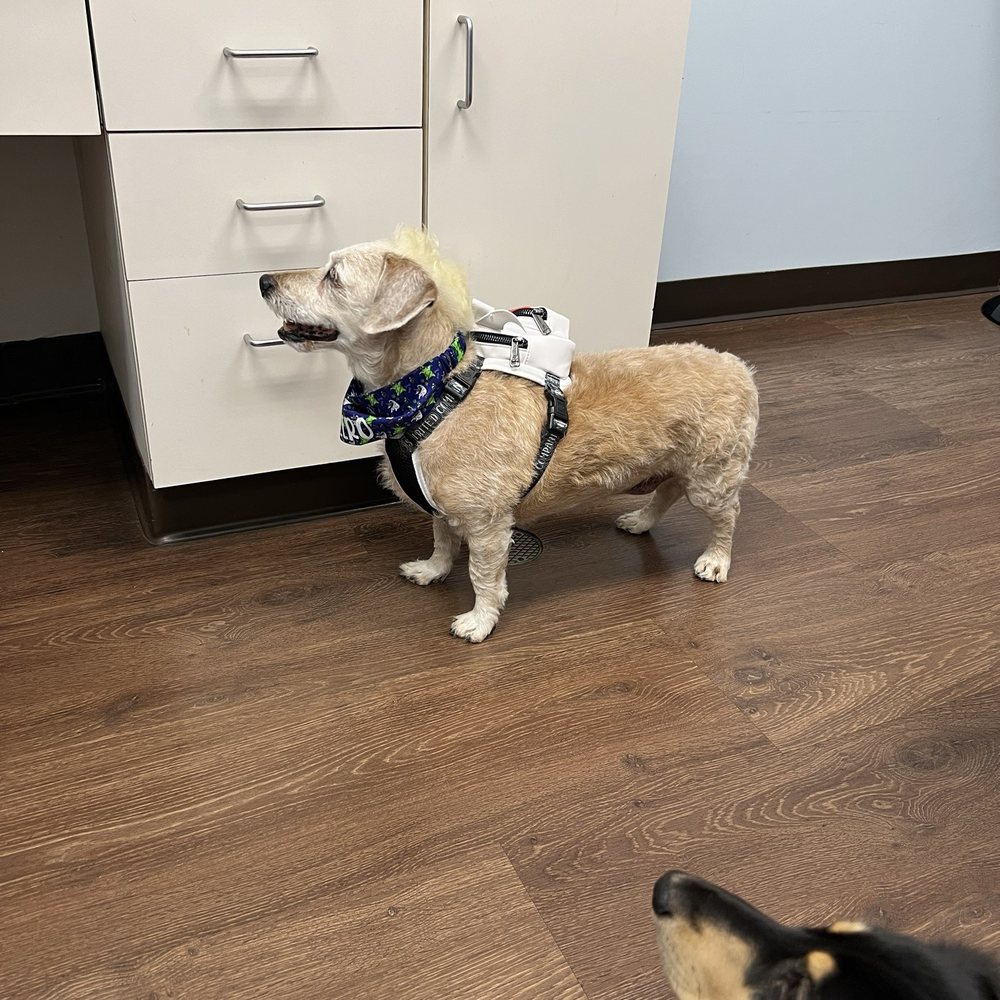 Hawaii Kai Veterinary Clinic - Zero and Dante - Veterinarians Near Me - Honolulu, Hawaii Hawaii Kai Veterinary Clinic - Zero and Dante - Veterinarians Near Me - Honolulu, Hawaii