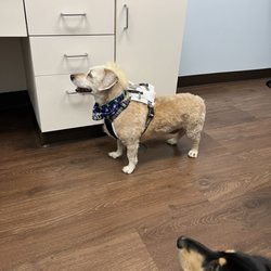 Hawaii Kai Veterinary Clinic - Zero and Dante