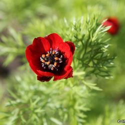 CNPMAI - Conservatoire National des Plantes - Adonis annuelle (Adonis annua) dans le Jardin des plantes protégées