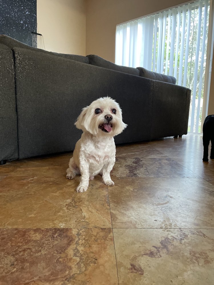 BEST FRIENDS MOBILE GROOMING Pet Groomers 2955 Melaleuca Dr, West