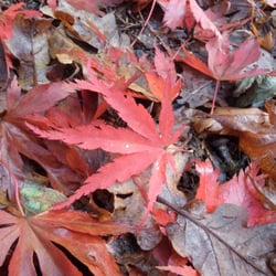 Westonbirt Arboretum