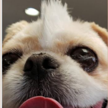 Clip-n-dales - Mohawk madness - Pet Groomers Near Me Clip-n-dales - Mohawk madness - Pet Groomers Near Me