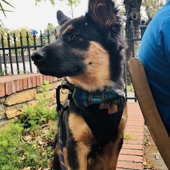 Scratch Kitchen - Our sweet Puppy Goku enjoying their lovely patio. - Bakeries Near Me - San Antonio, Texas Scratch Kitchen - Our sweet Puppy Goku enjoying their lovely patio. - Bakeries Near Me - San Antonio, Texas