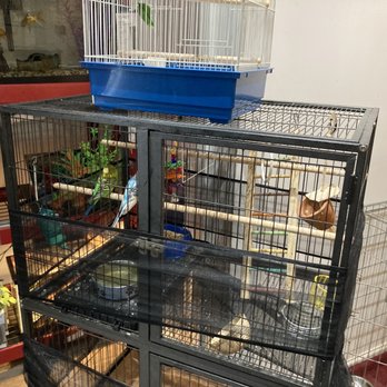 Natty Pet Shop - Birds - Pet Stores Near Me - Brooklyn, New York