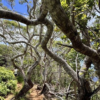Awa'awapuhi Trail - Hiking Near Me