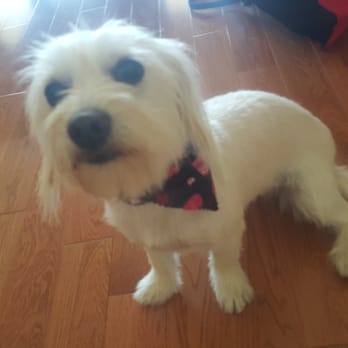 Wag My Tail - After! - Pet Groomers Near Me - SUNLAND, California Wag My Tail - After! - Pet Groomers Near Me - SUNLAND, California