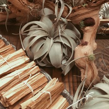 SarahCotta Plants - Air plants and Palo Santo! - Nurseries & Gardening Near Me - Glendale, California SarahCotta Plants - Air plants and Palo Santo! - Nurseries & Gardening Near Me - Glendale, California