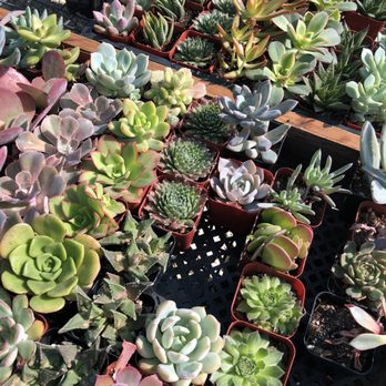 Evergreen Nursery - Nurseries & Gardening Near Me - San Leandro, California Evergreen Nursery - Nurseries & Gardening Near Me - San Leandro, California